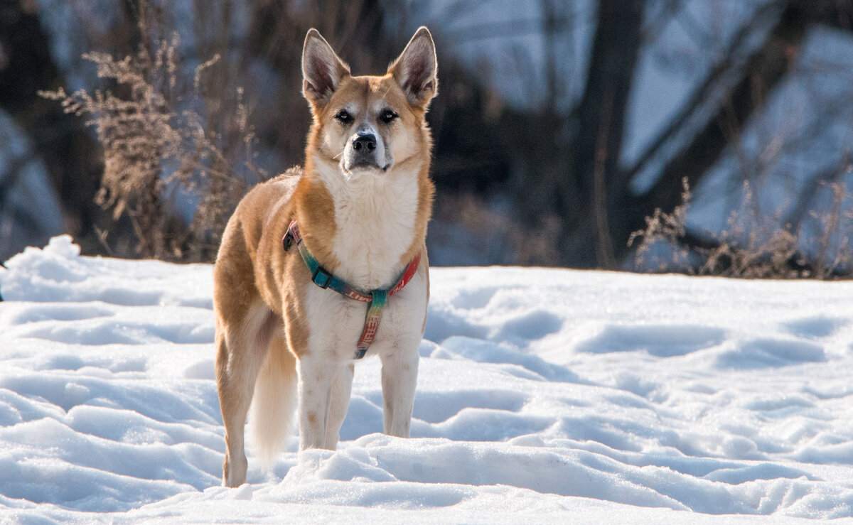 *** - Владимир Безбородов