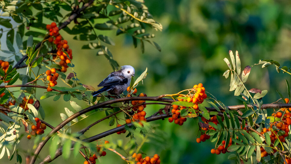 Ополовник - Владимир Лазарев