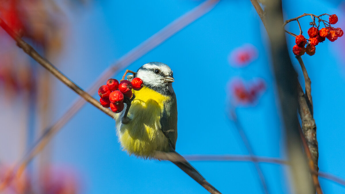 Лазоревка и дары осени. - Владимир Лазарев