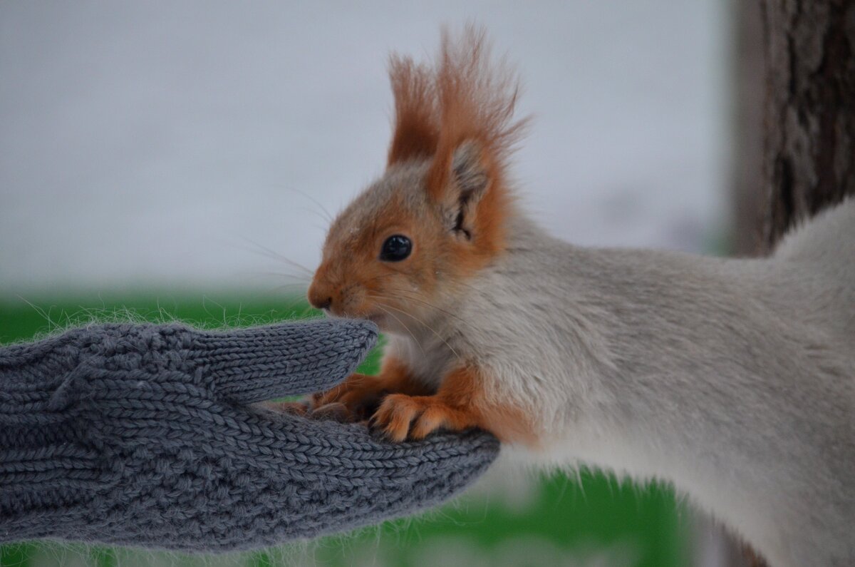 единение - Savayr 