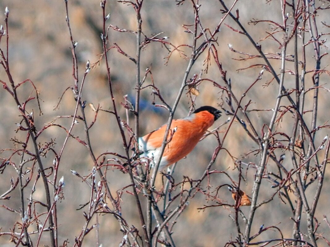 Всегда желанный гость! - Елена Хайдукова  ( Elena Fly )