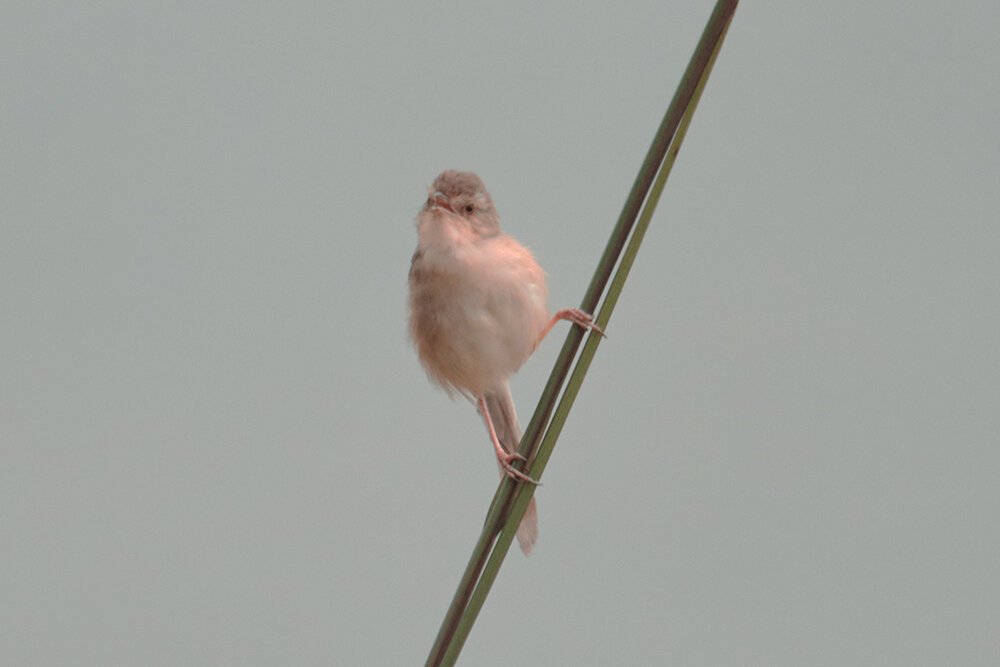 Буроголовая приния - Yudong Liu