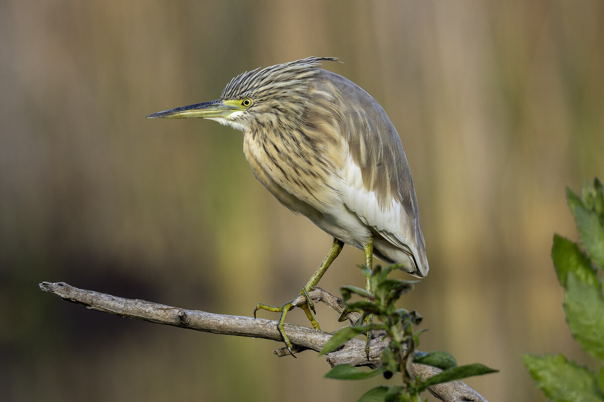 Жёлтая цапля. - Alexander Amromin