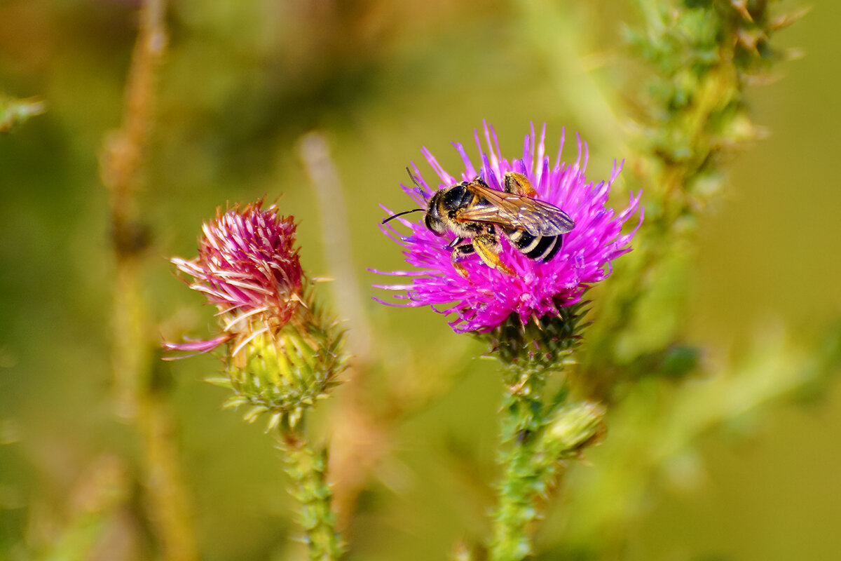 Чертополох - Игорь Сикорский