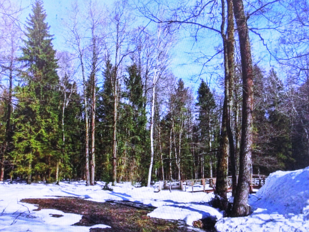 Мартовский лес - Людмила Смородинская