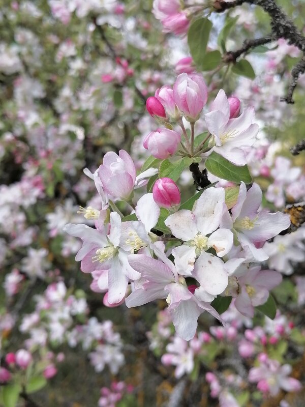 Весна - Зоя Мишина