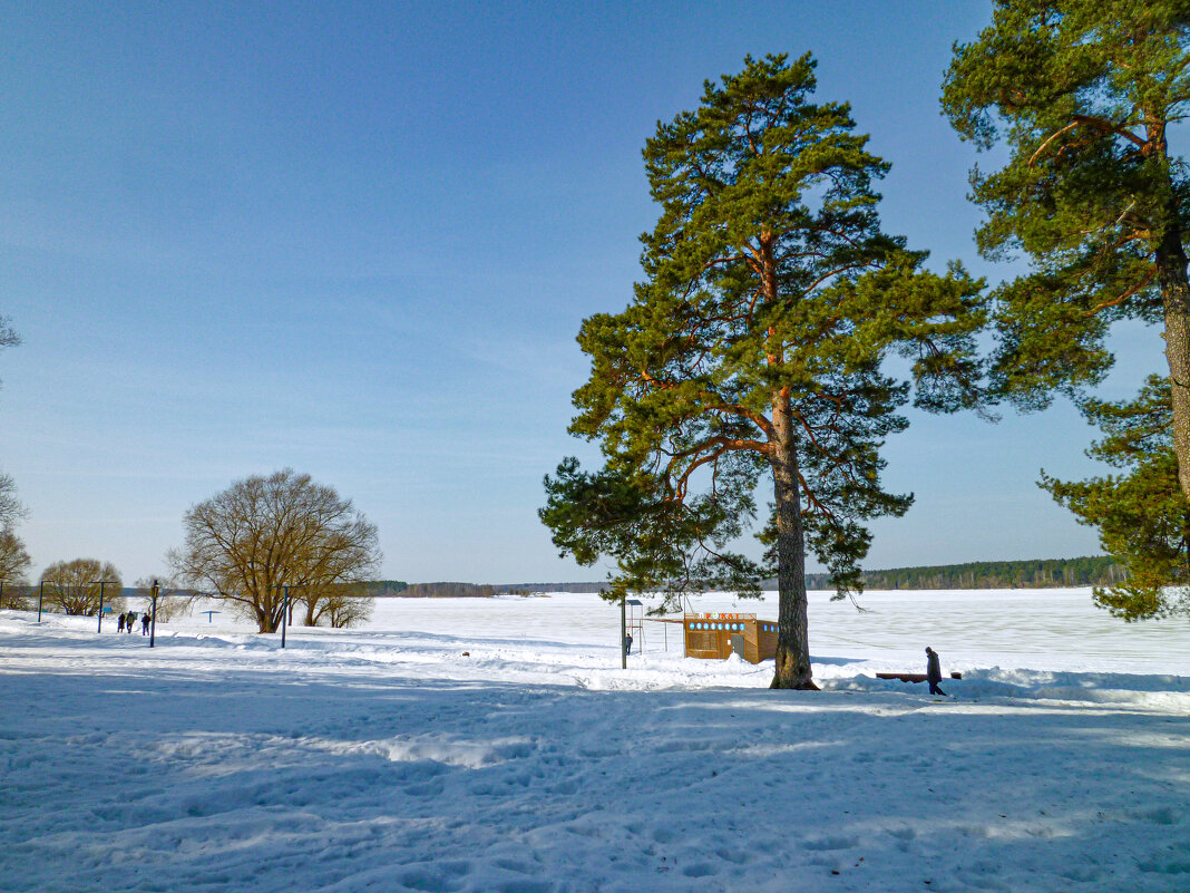 Прогулка под соснами. - Михаил "Skipper"