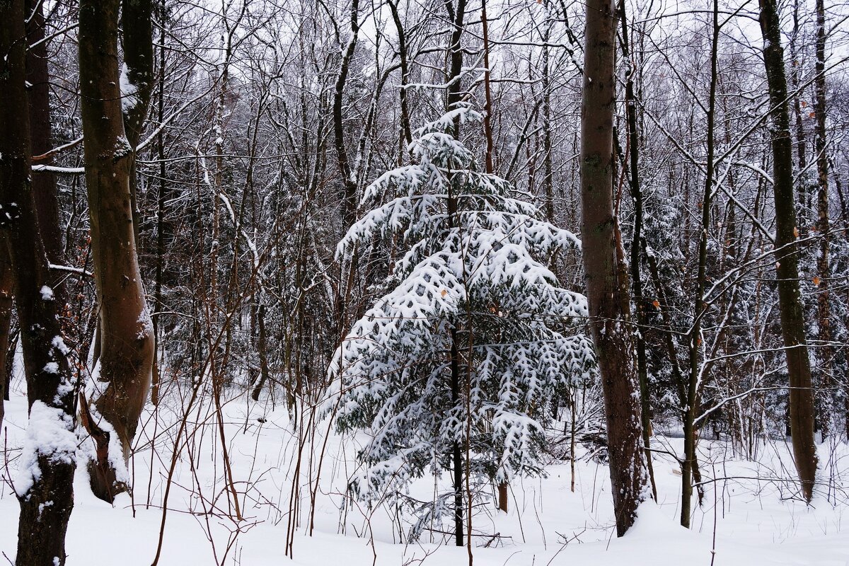 Зимний лесопарк - Рита Симонова