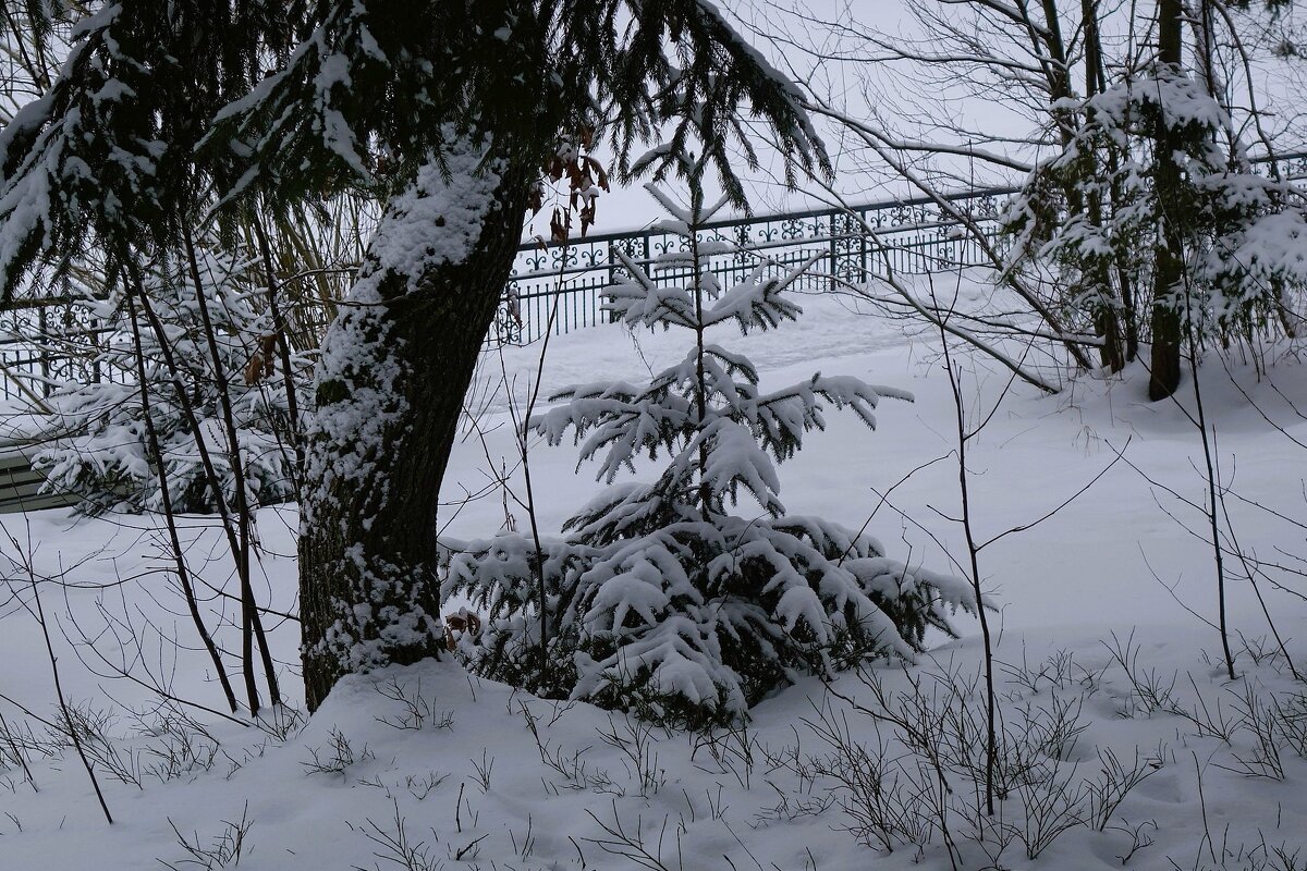 Зимний лесопарк - Рита Симонова