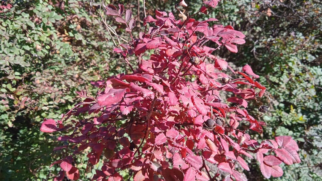 костёр октября - Елена Шаламова