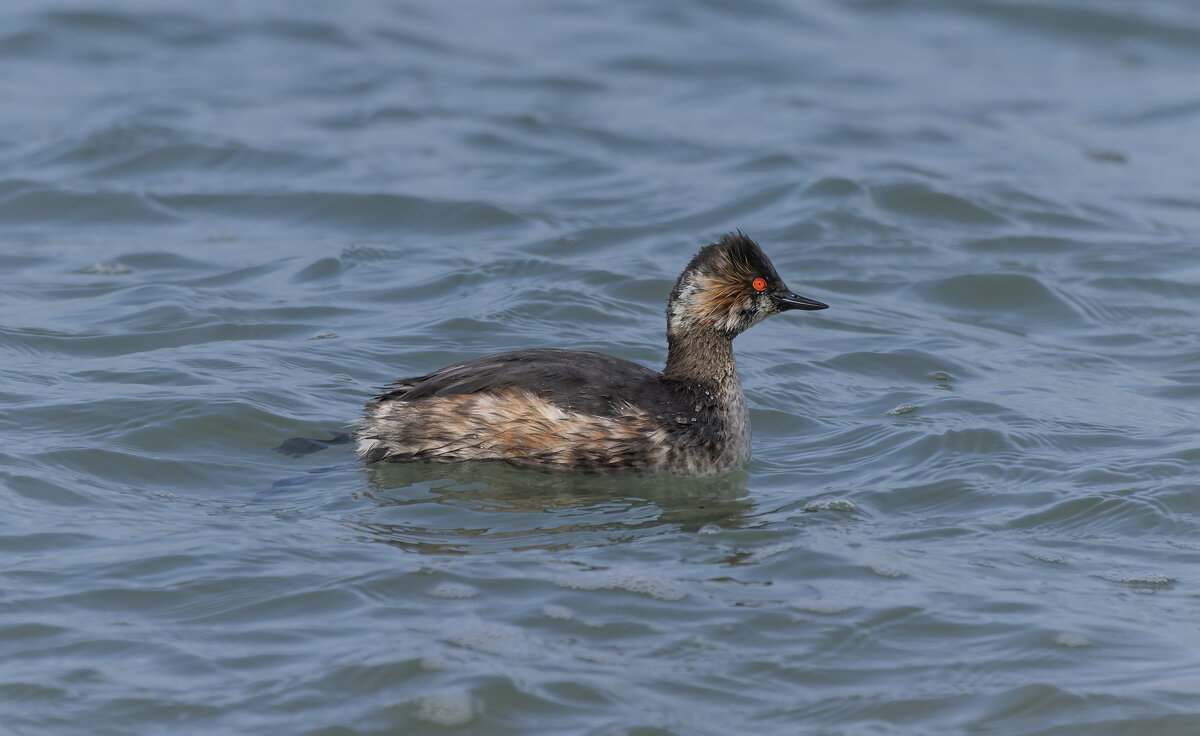 черношейная поганка.весна Лазоревское. - юрий макаров черношейная поганка.весна Лазоревское. - юрий макаров