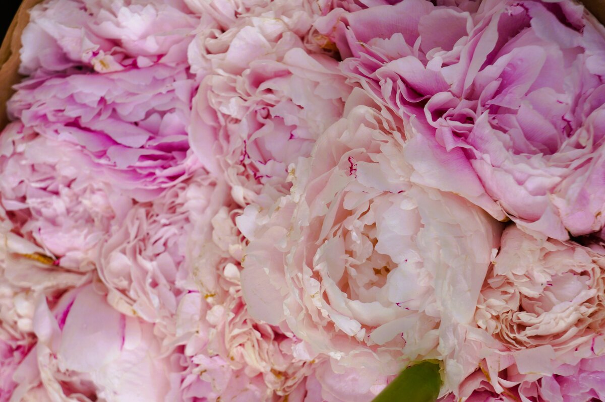 * * * * * - Алёна Савина