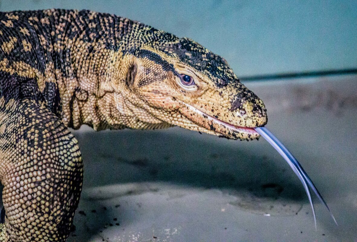 варан - Аркадий Лаптенко