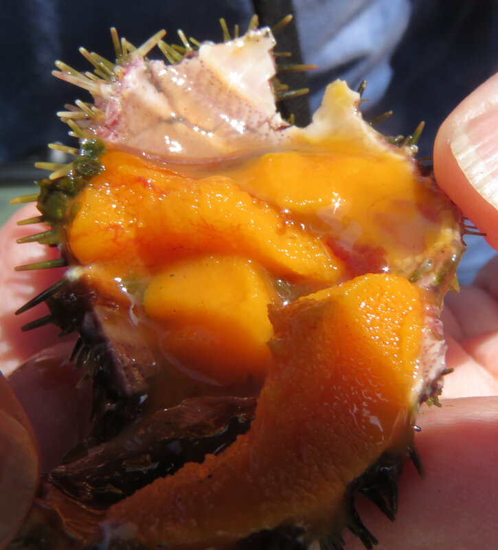 Деликатес - ИРЭН@ .