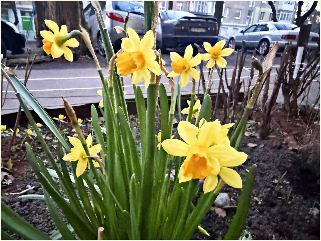 Сегодняшние, утренние..... - Валерия Комова