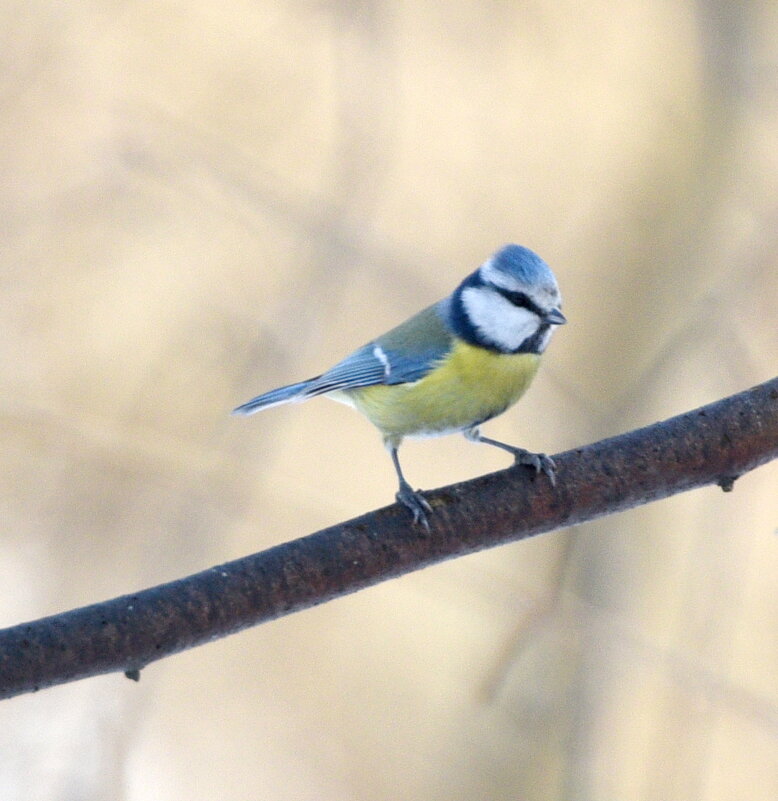 Лазоревка - Сергей Владимирович Егоров
