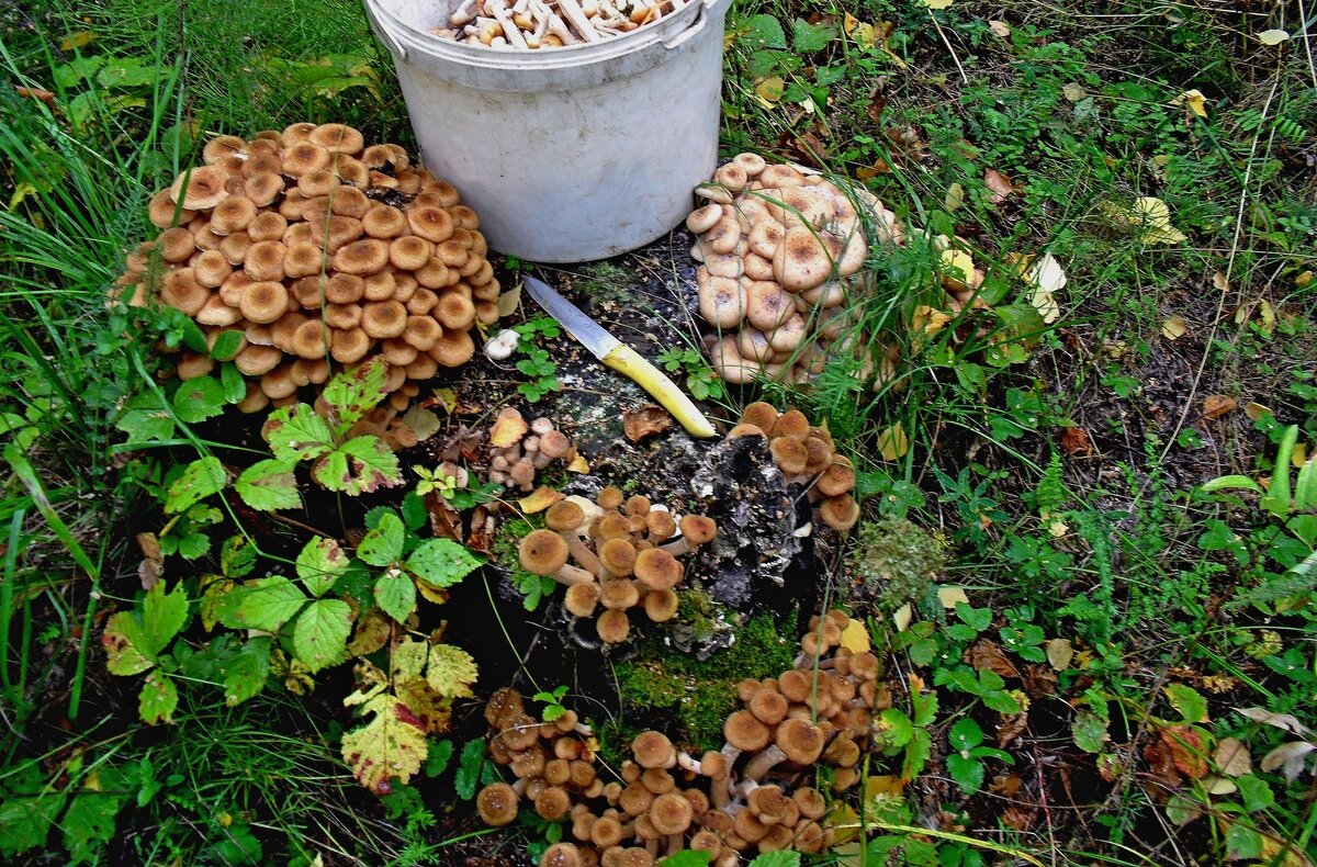 Дары леса. - Михаил Курзанцев