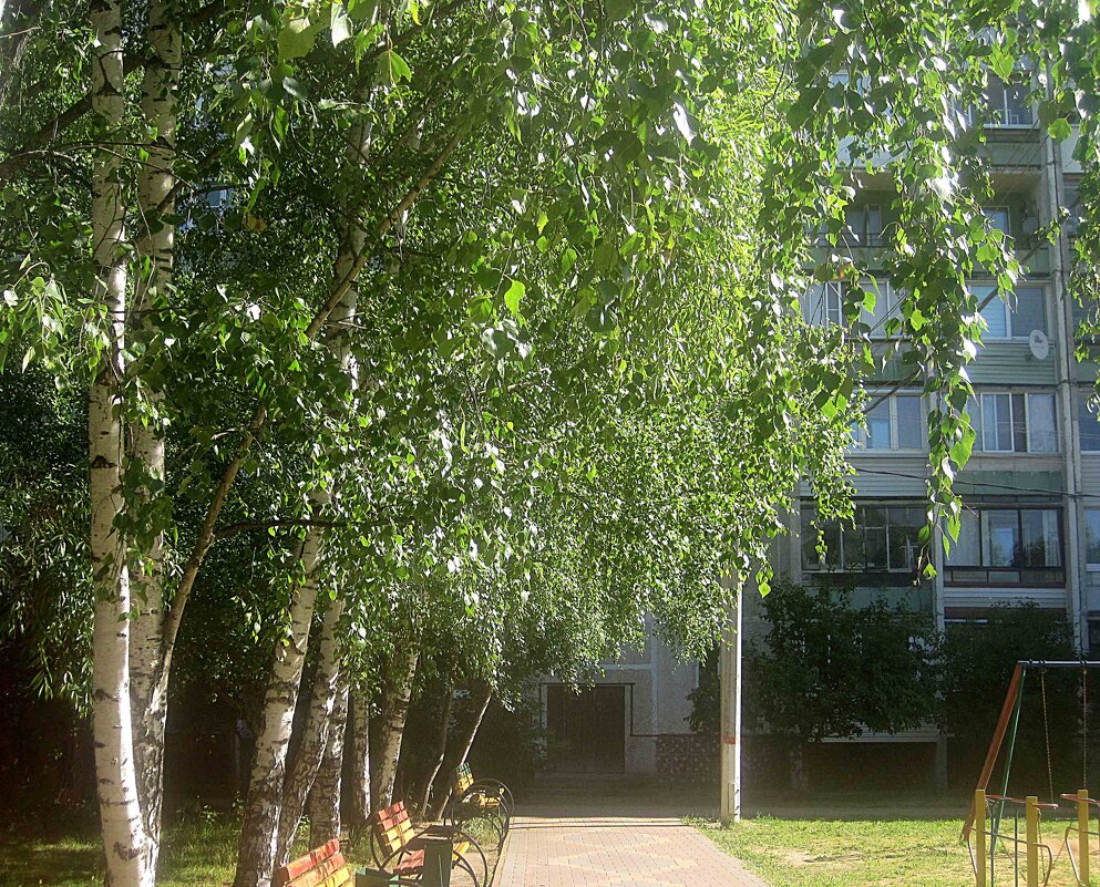 Летом березы - Елена Семигина