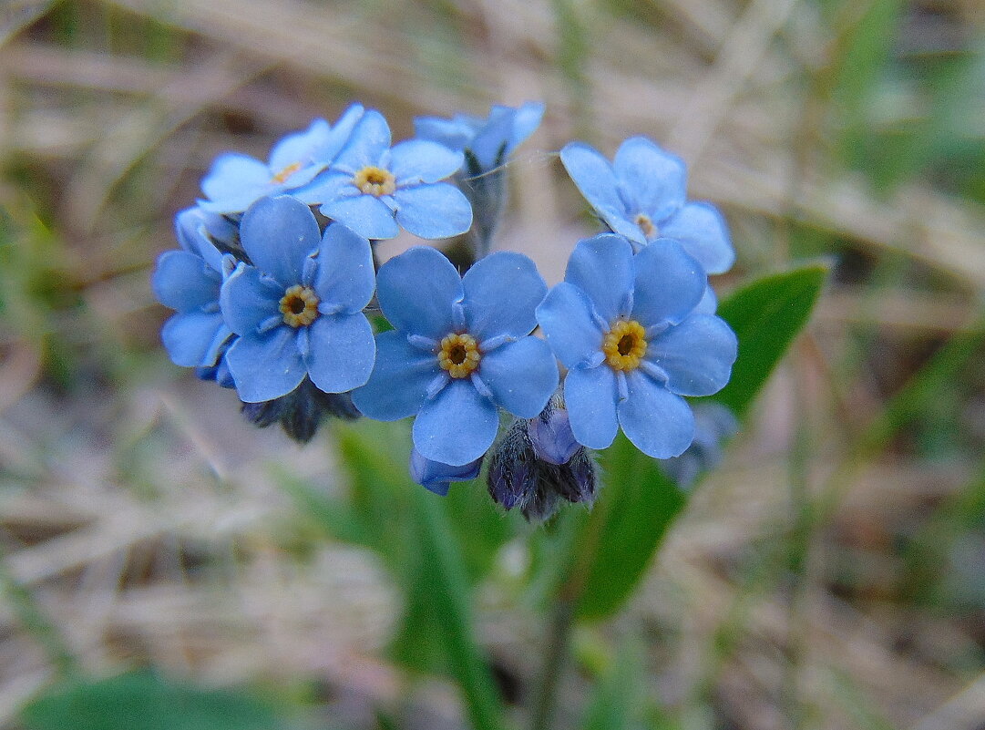 Незабудок цветы голубые. - nadyasilyuk Вознюк