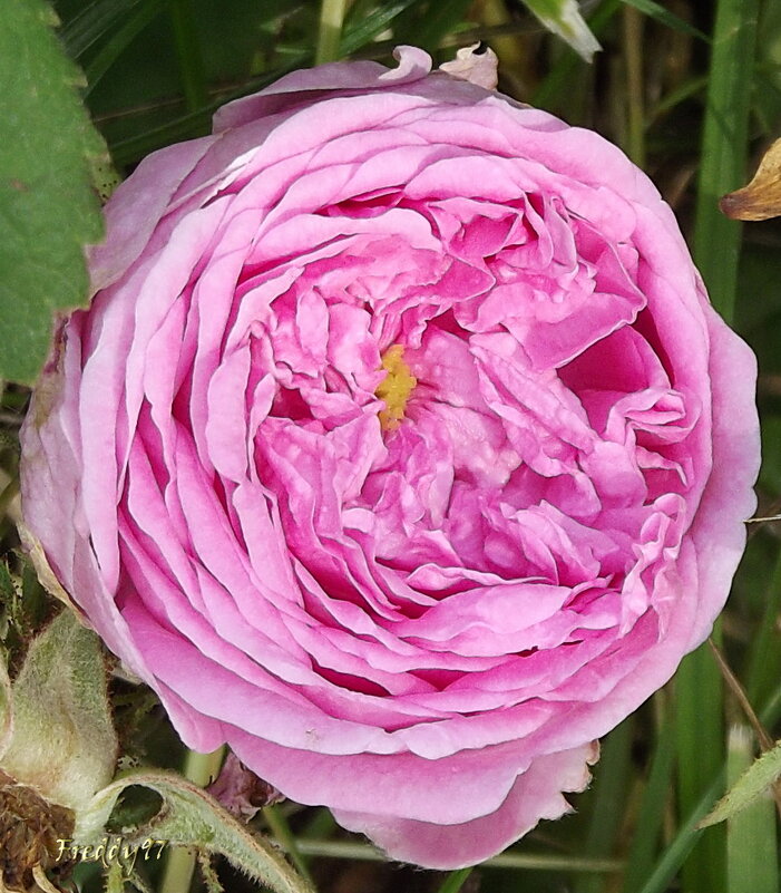 Роза - Freddy 97