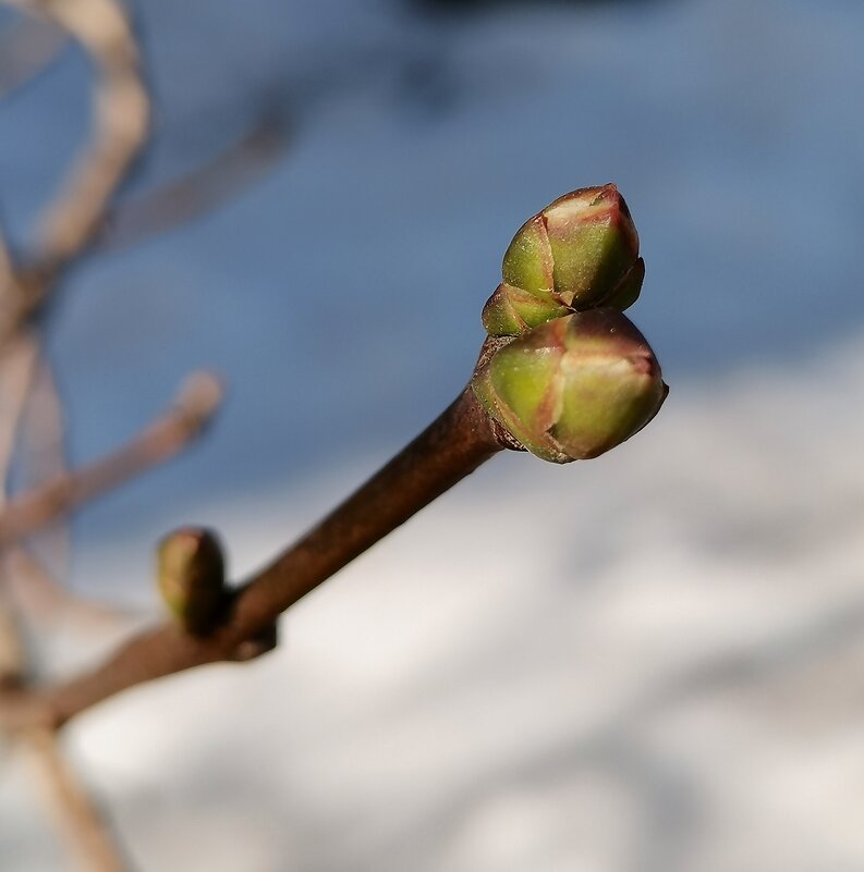 Сирень. Просыпается. - Любимова Ольга 