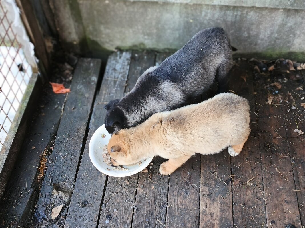 Дворовые щенки. - Михаил Столяров