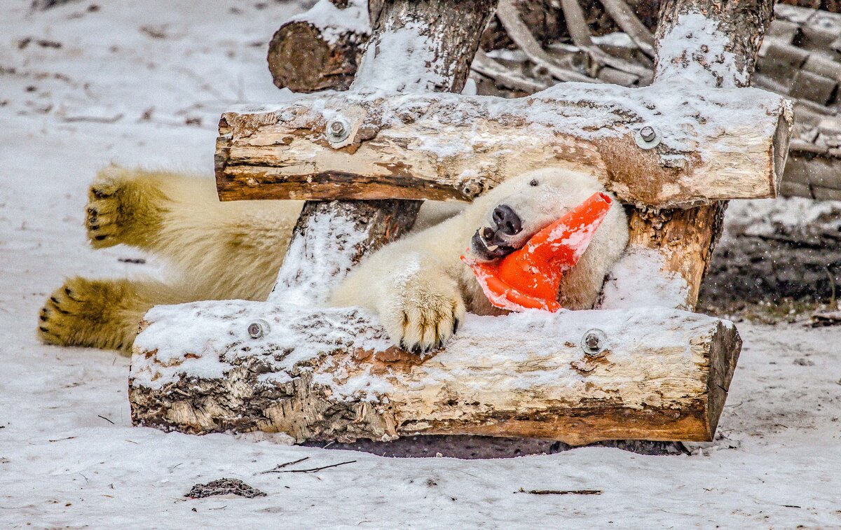 полярная медведица после трудового дня - Аркадий Лаптенко полярная медведица после трудового дня - Аркадий Лаптенко