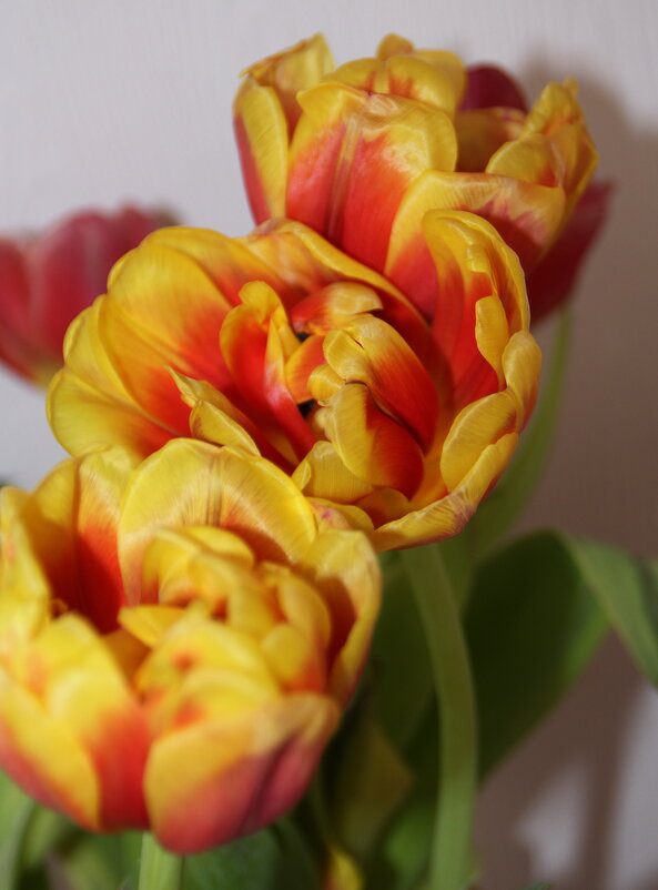 Тюльпанчики :) - Татьян@ Ивановна Тюльпанчики :) - Татьян@ Ивановна