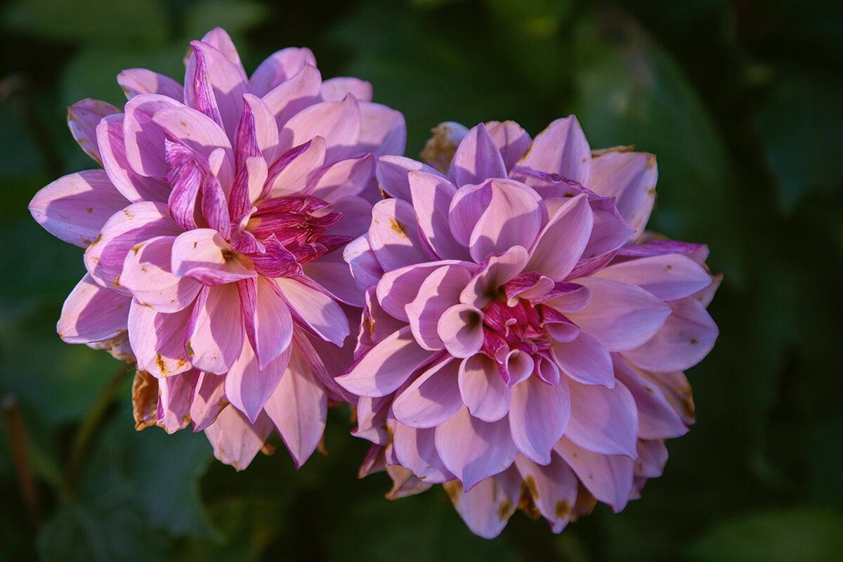 Двойняшки. Осенние отметины. - Лилия * Двойняшки. Осенние отметины. - Лилия *