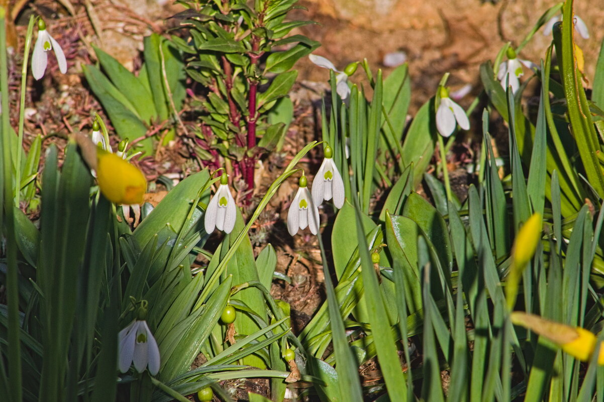 Подснежники - Giant Tao /