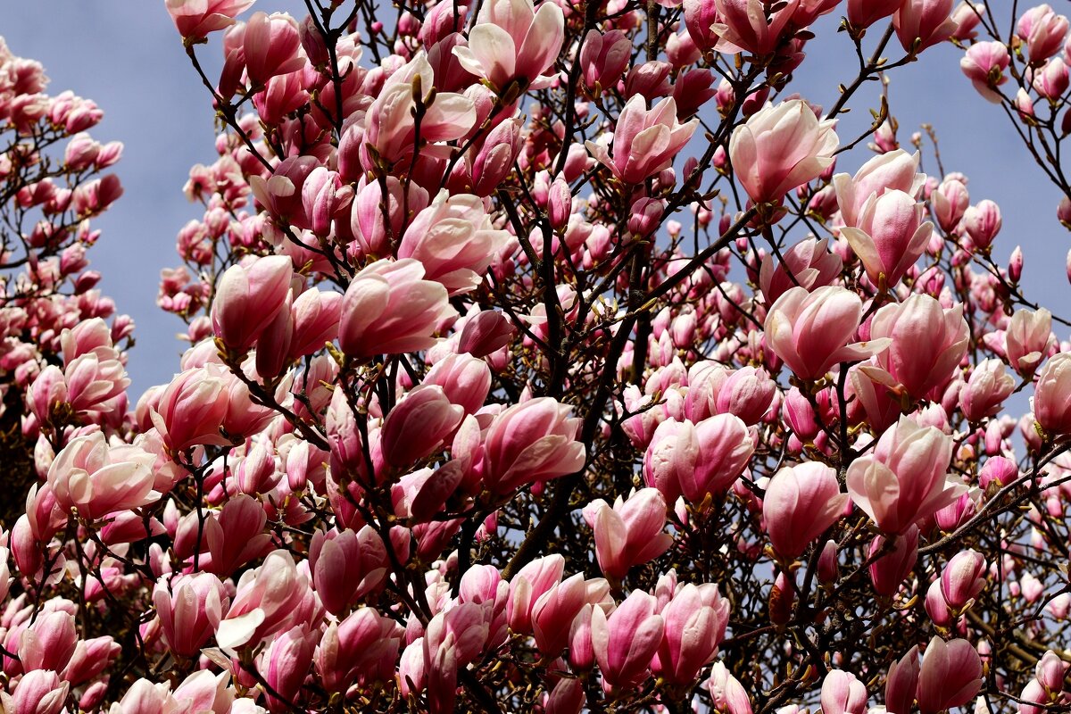 Весна бушует - Юрий. Шмаков