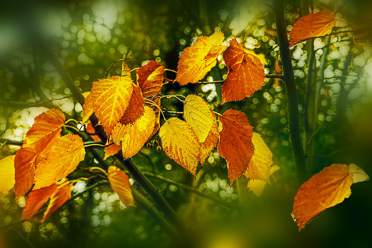 ОСЕННИЙ МОТИВ - Владимир Кроливец ОСЕННИЙ МОТИВ - Владимир Кроливец