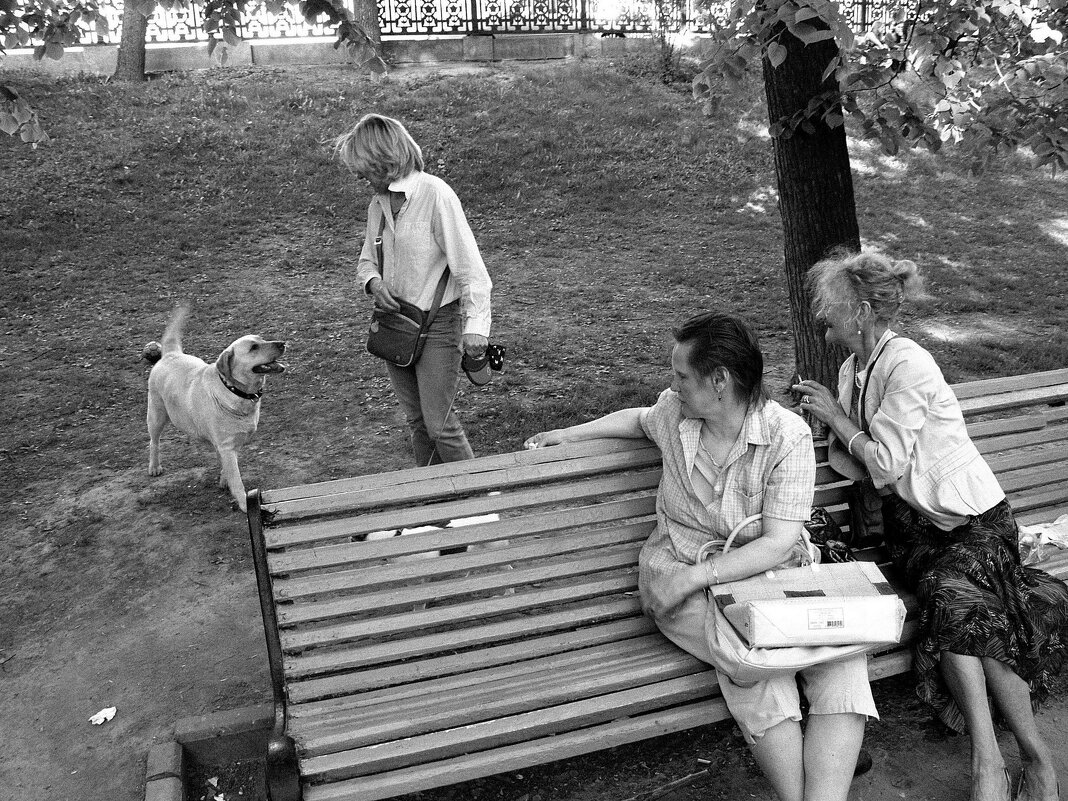 Выгул собак и пенсионеров - Сергей Золотавин Выгул собак и пенсионеров - Сергей Золотавин