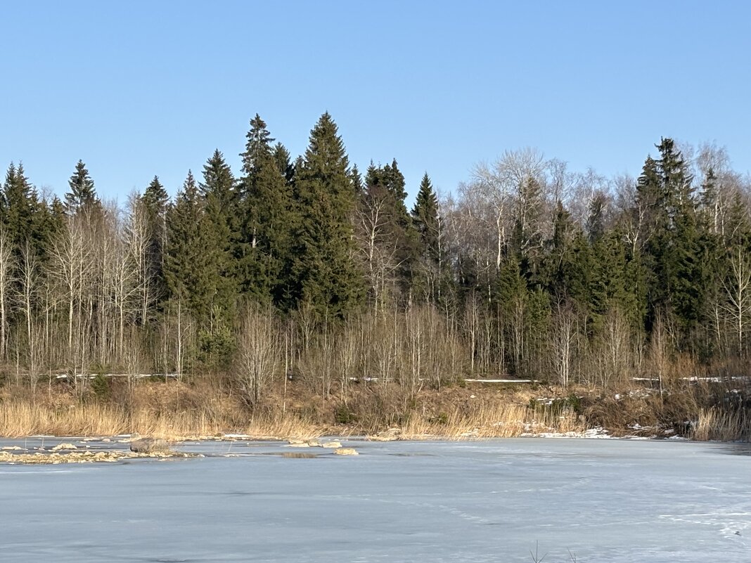 Весенний лес - Ольга Савельева 
