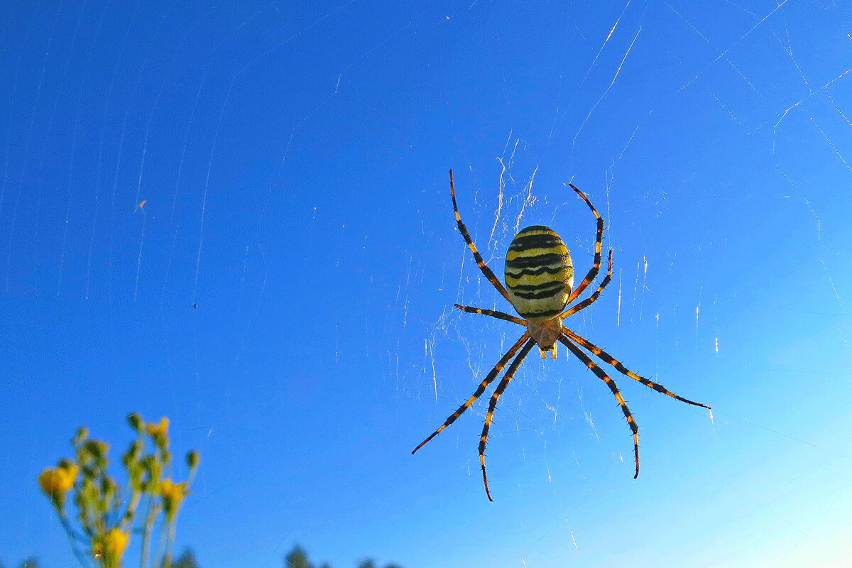 агриопа брюнниха - паук-оса - shasha1950 агриопа брюнниха - паук-оса - shasha1950