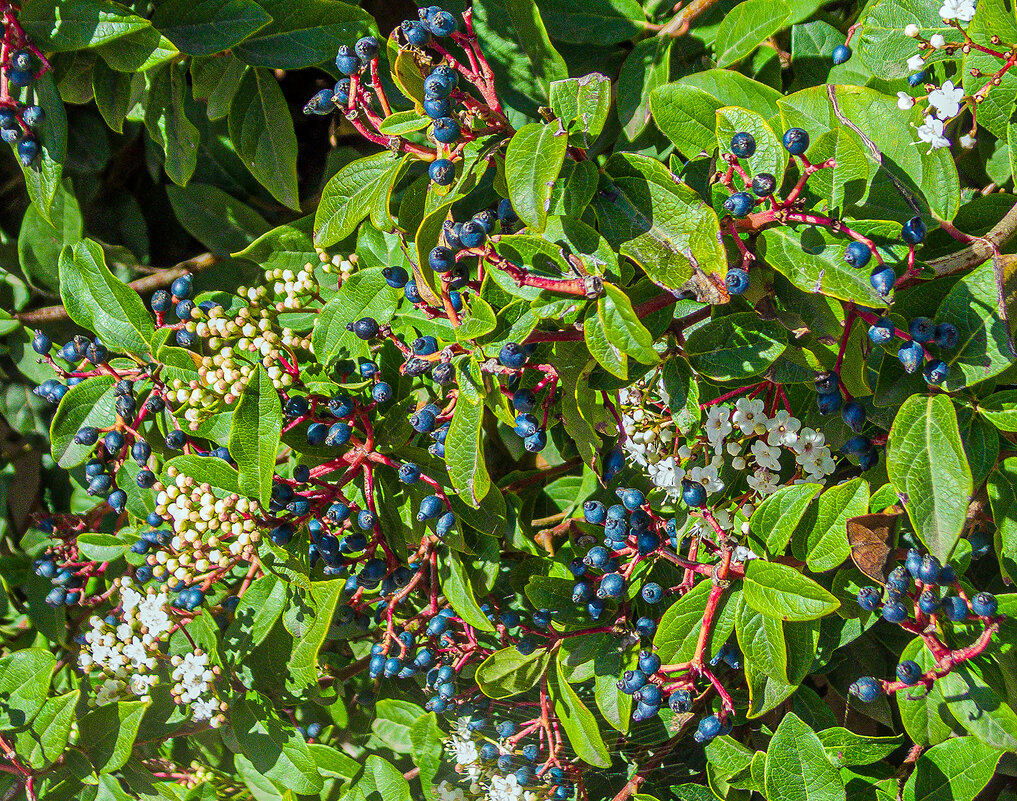 Цветение на ЮБК,Весна - Варвара 