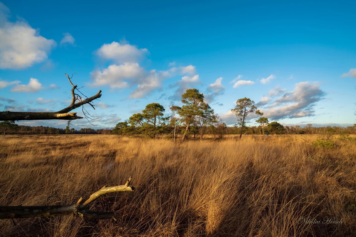 На старом болоте... - Николай Гирш На старом болоте... - Николай Гирш