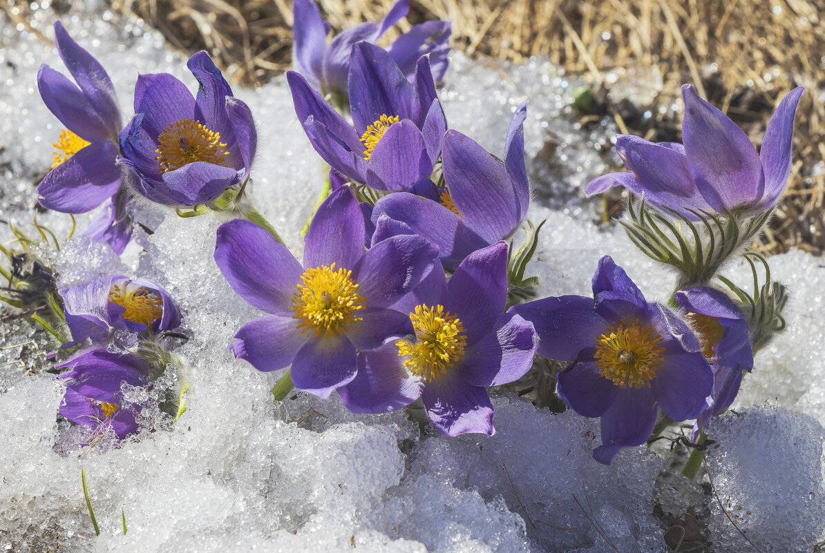Сон-трава - Галина Новинская Сон-трава - Галина Новинская