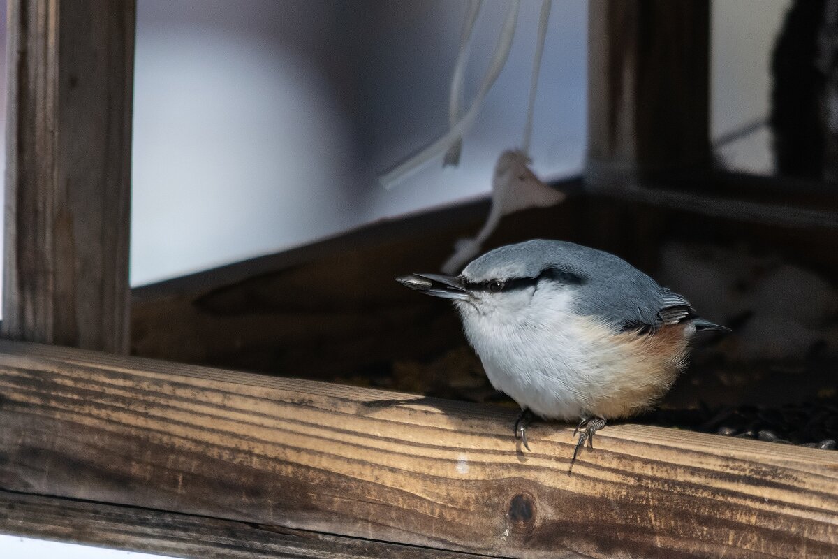 Поползень - Виктор Иванович Чернюк Поползень - Виктор Иванович Чернюк