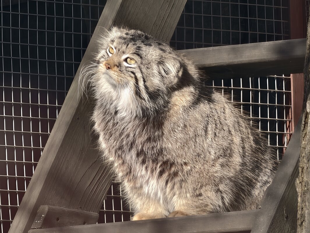 Манул Тимоша - <<< Наташа >>>