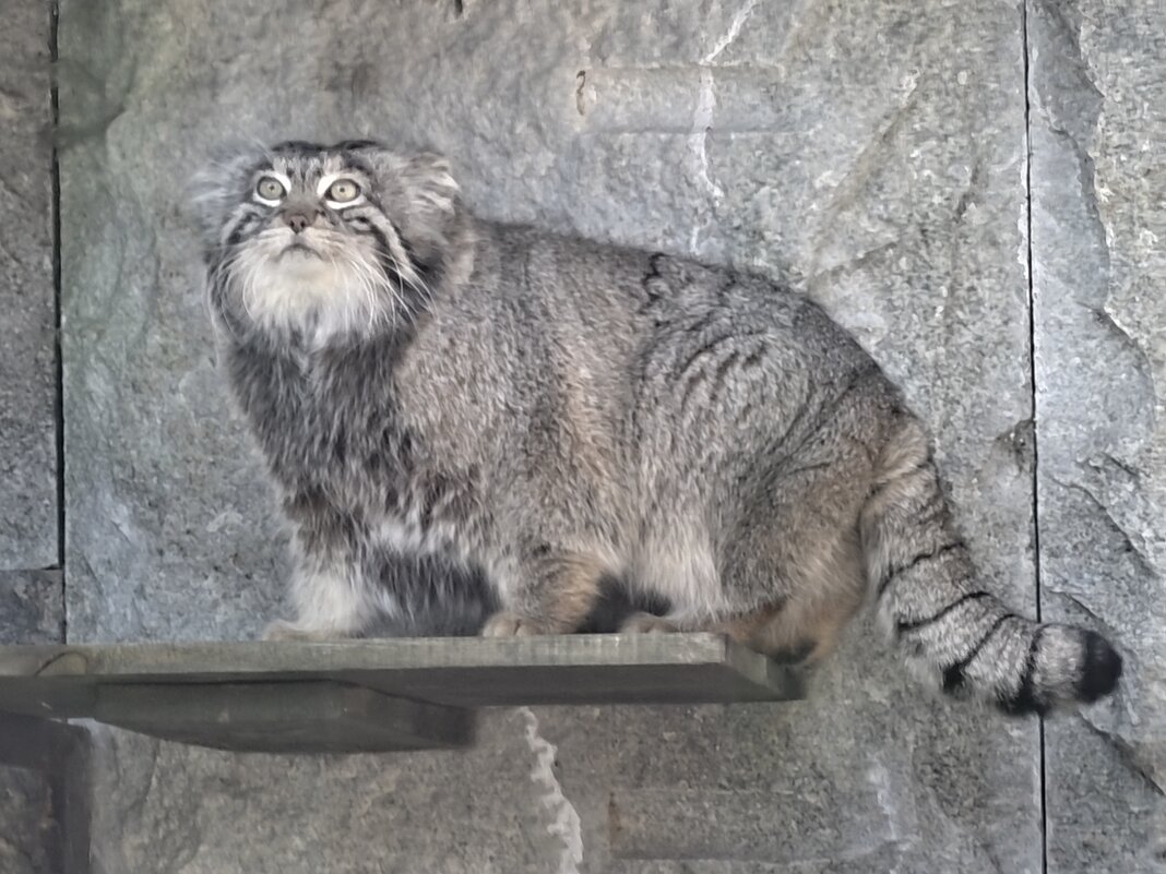 Манул Тимоша - <<< Наташа >>>