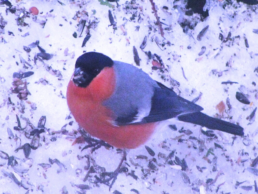 Ещё не улетели снегири - Людмила Смородинская