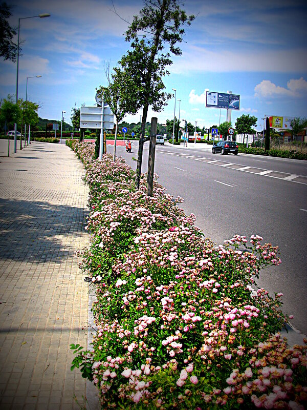 Барселона. - Владимир Драгунский