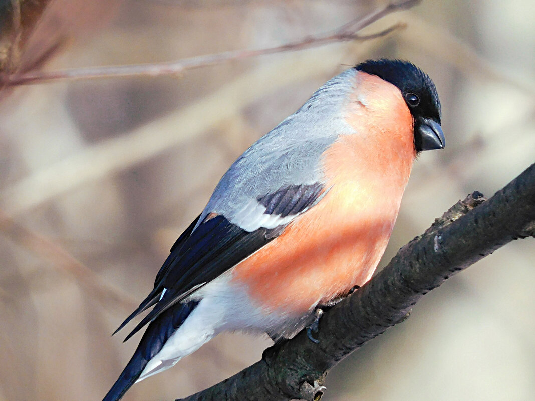 Снегирь - Лина 