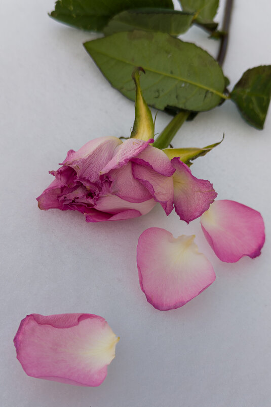 Жизнь... - Виктор Фельдшеров