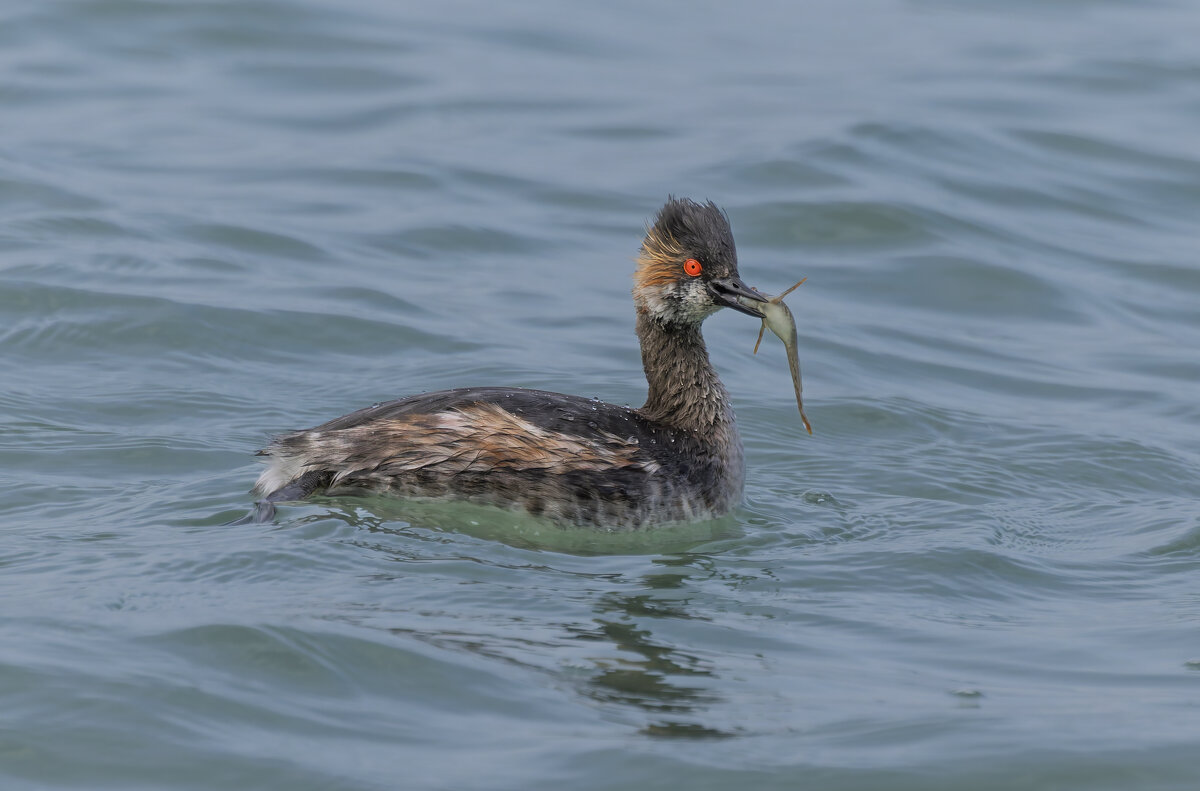 черношейная поганка.весна Лазоревское. - юрий макаров черношейная поганка.весна Лазоревское. - юрий макаров
