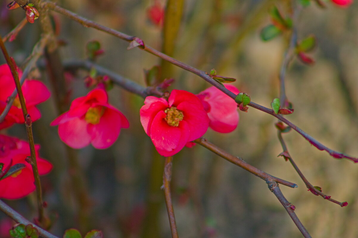 хеномелес японский - Giant Tao / хеномелес японский - Giant Tao /