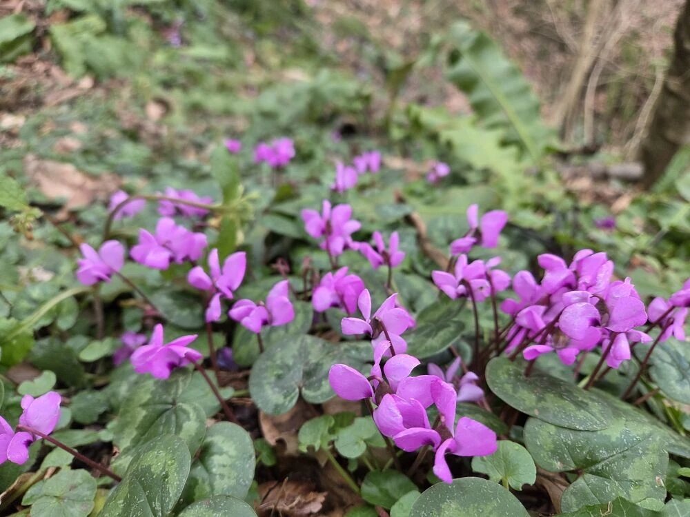 Весна в Сочи - Tata Wolf