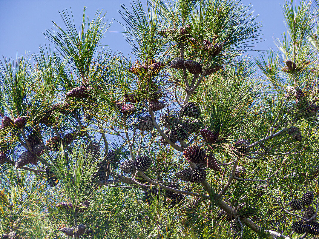 Урожай! - Варвара 