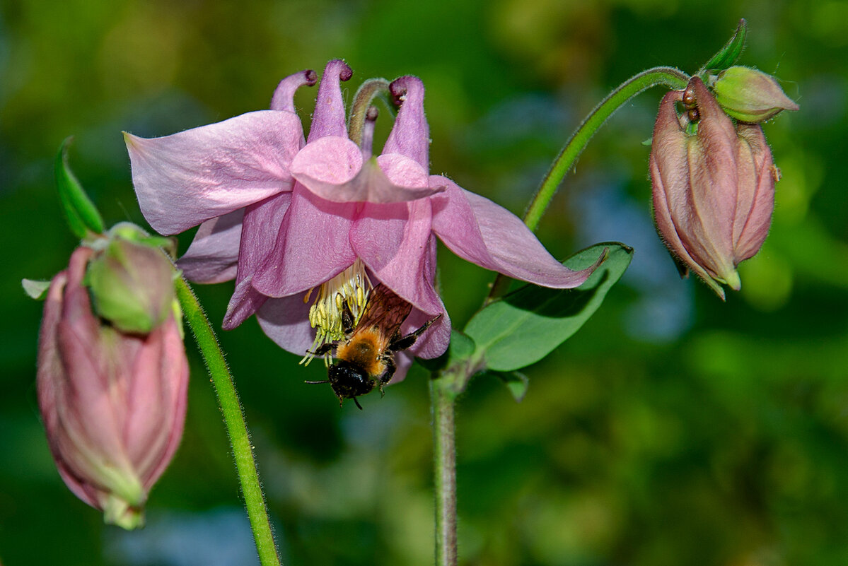 Аквилегия - Aleksandr . Аквилегия - Aleksandr .